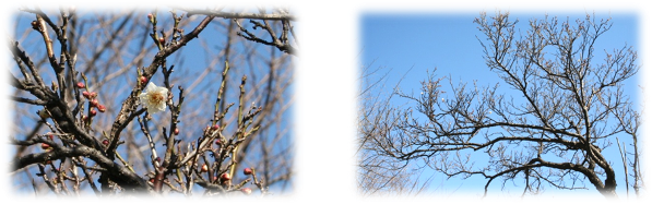 梅(甲州最小)の写真
