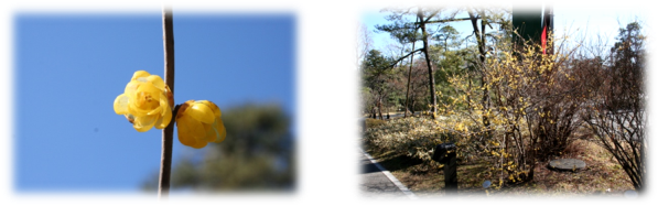 梅（素心蝋梅）の写真
