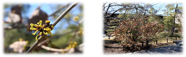 満作の写真