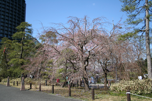 小田紅(おだべに)