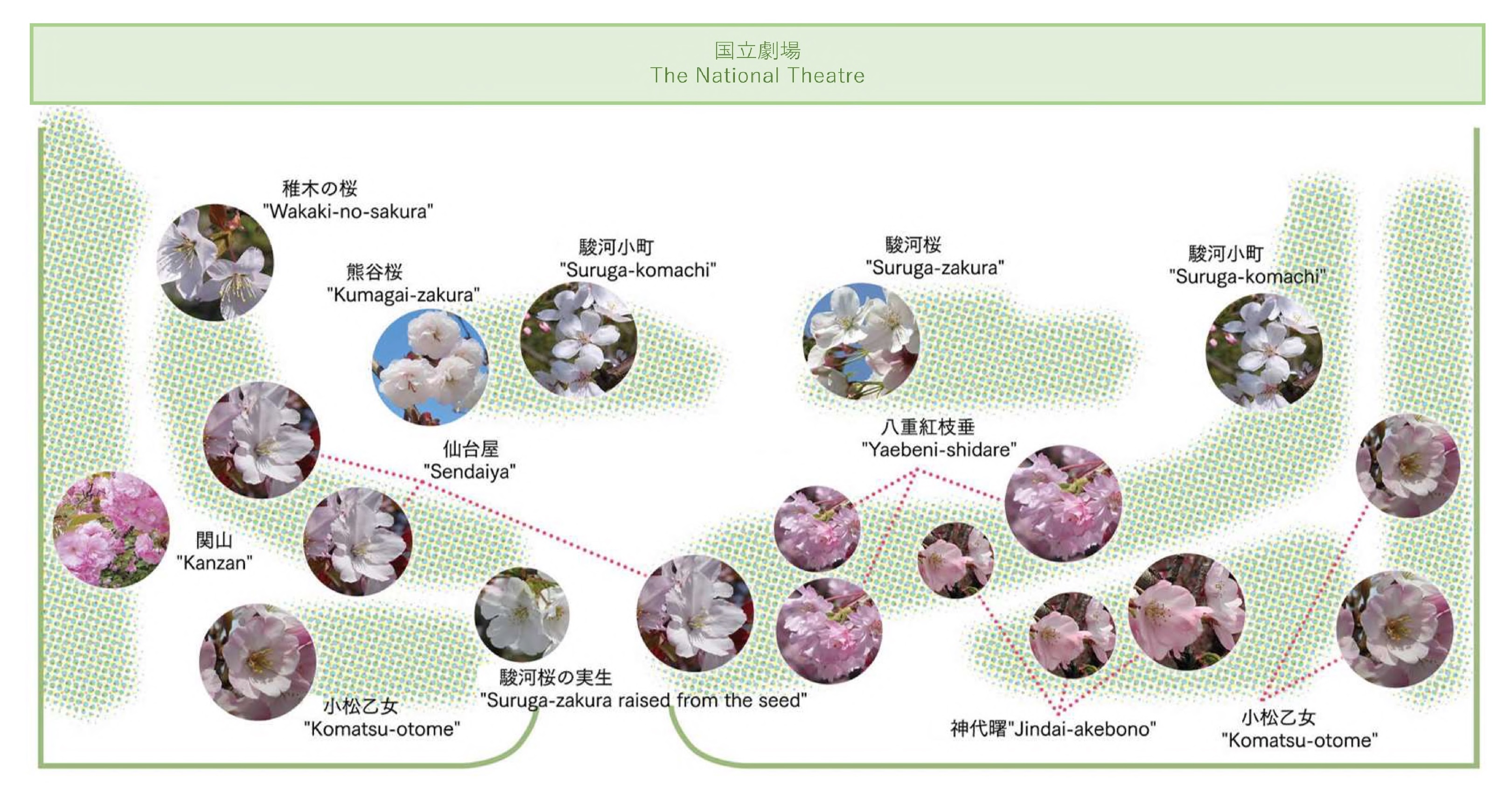 桜配置図