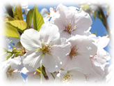 駿河桜