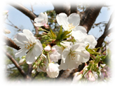 駿河桜の実生