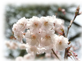 稚木の桜