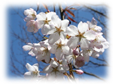 熊谷桜